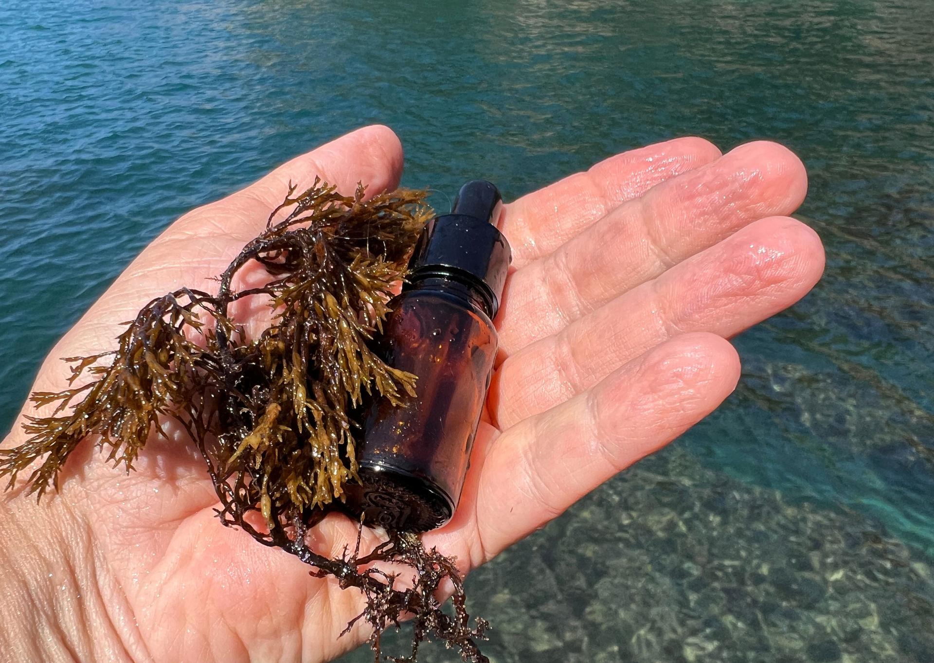 Sea algae and bottle with essence on the palm of hand