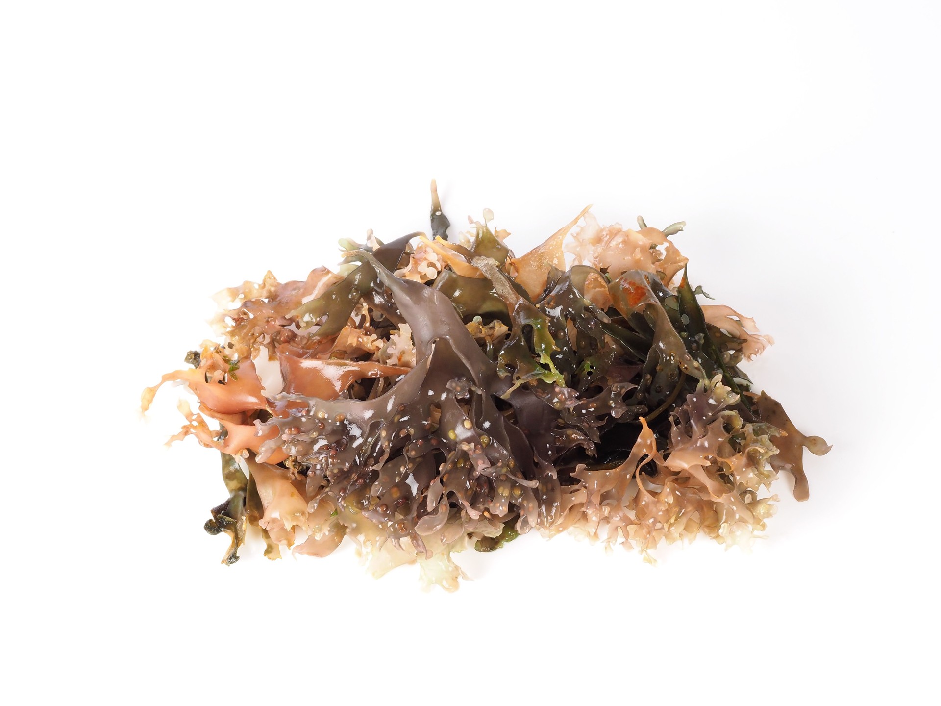 Irish Moss - Carrageen Moss - Moss of Ireland.