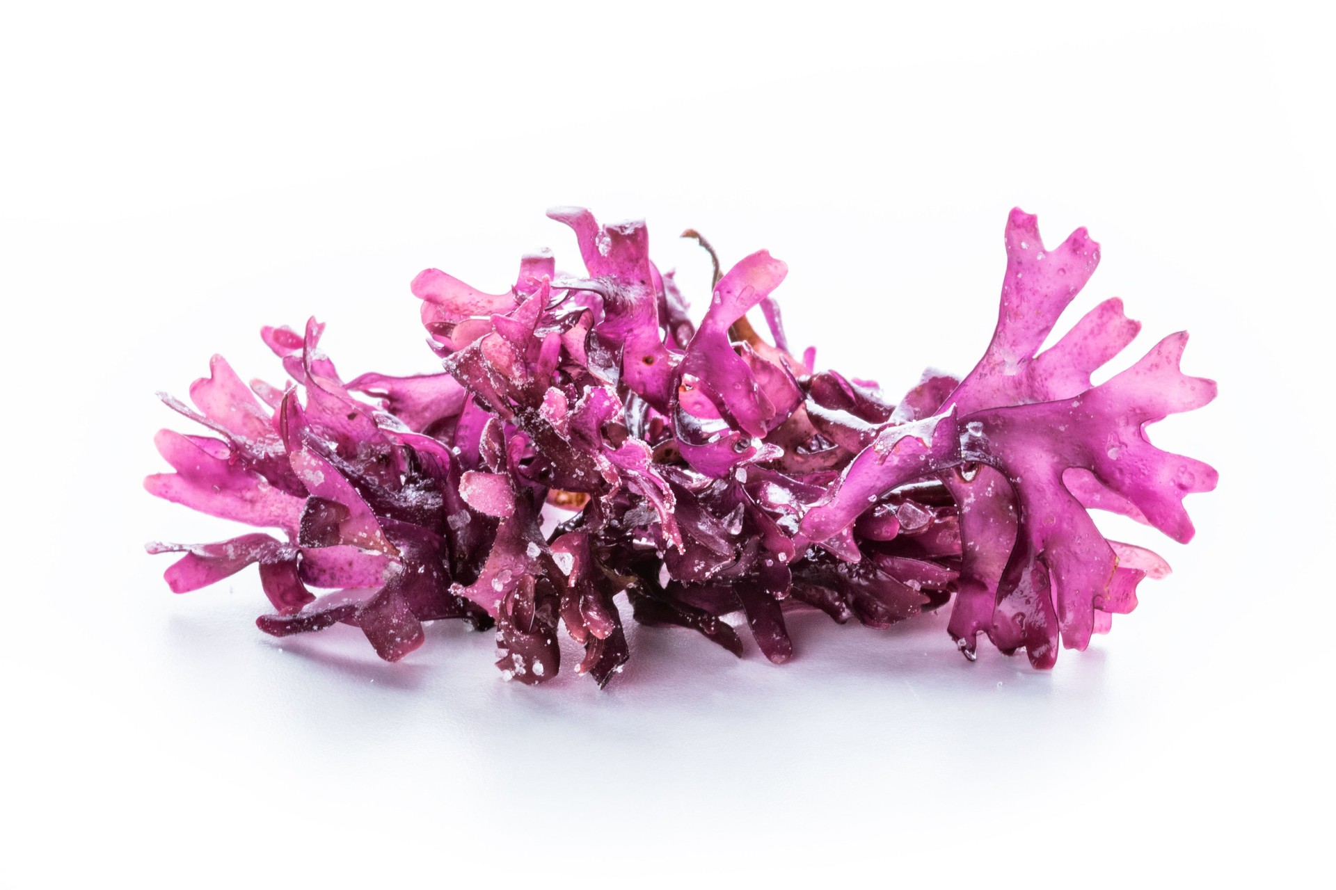 Irish sea moss, Chondrus crispus, edible seaweed, purple