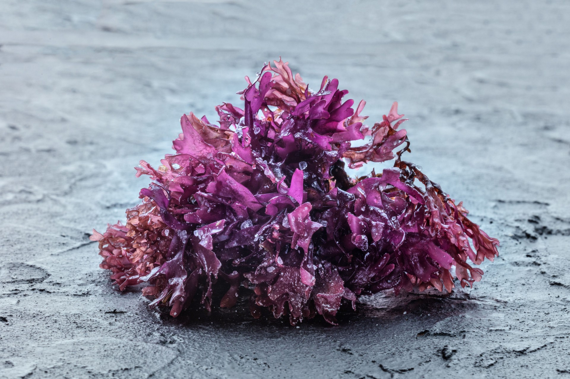 Irish sea moss, Chondrus crispus, edible seaweed, purple