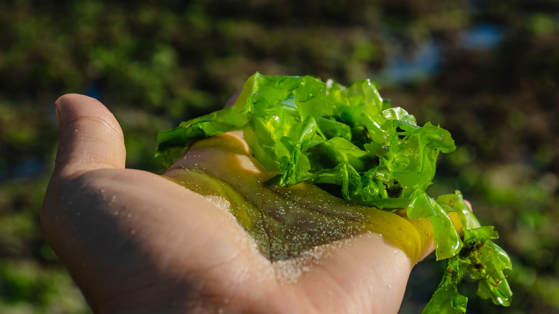 Algae lie on the hand against the background of the sea landscape