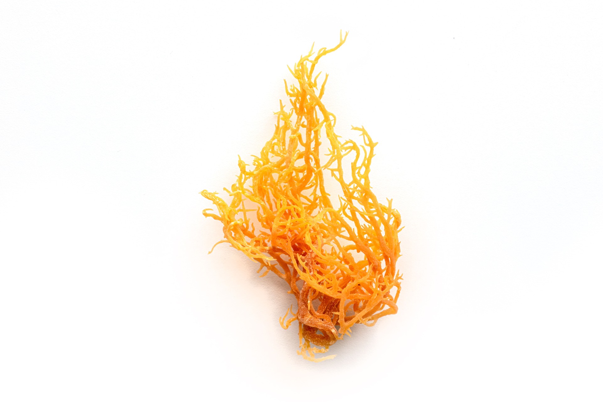 Irish sea moss. Chondrus Crispus, healthy organic raw seaweed, a close-up